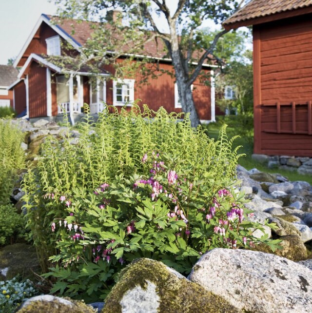 caparol carat hus målat